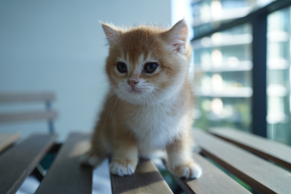 Momo - NY12 Black Golden Shaded British Shorthair Kitten | CuddyBean ...